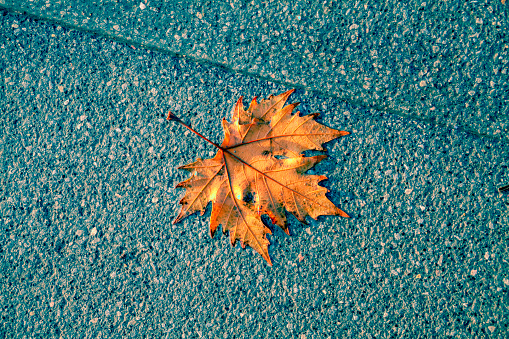 View of Brown maple leaf on city ground.