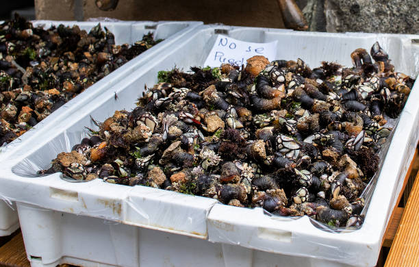 istock Barnacles in the harbour market 1446294740