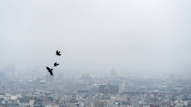 istock The birds of Montmartre 1446295609