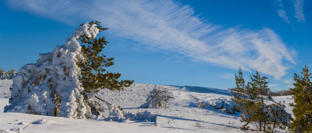 istock fir tree forest growth on snowbound hills, winter outdoor landscape 1446296000