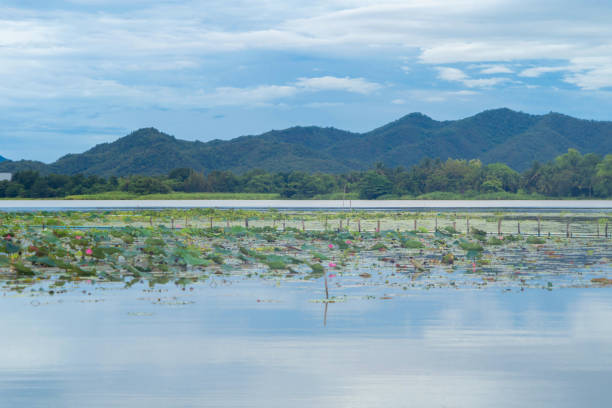 Pink lotus flowers in pond, sea or lake in national park in Thale Noi, Songkhla, Thailand. Nature landscape background. Pink lotus flowers in pond, sea or lake in national park in Thale Noi, Songkhla, Thailand. Nature landscape background. phatthalung province stock pictures, royalty-free photos & images