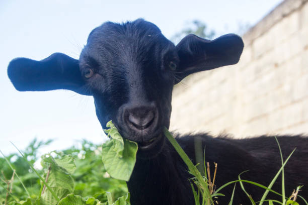 female goat stock photo