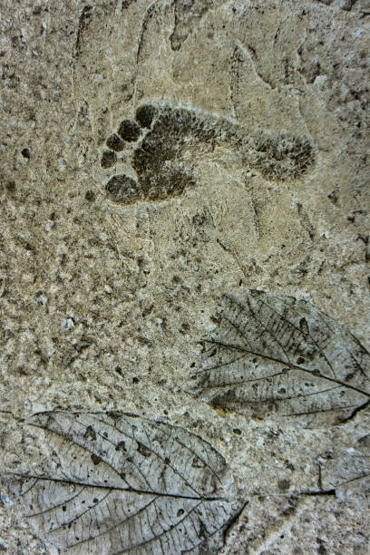 istock Human footprints on cement and leavesprint on cement texture 1446296555