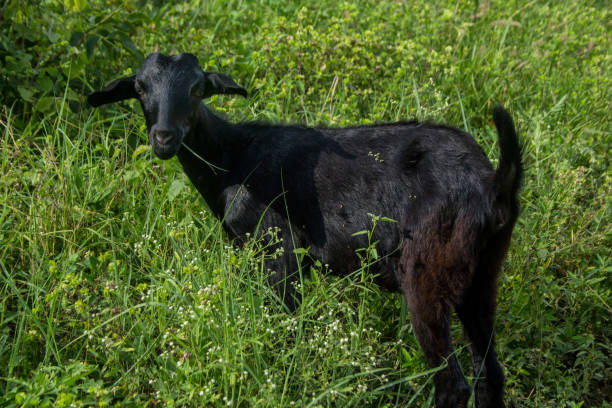 black goat stock photo