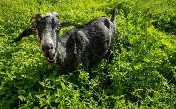 grey goat stock photo