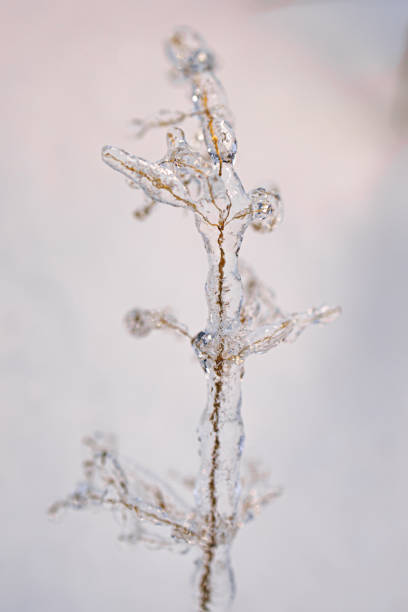 istock Minimalism macro winter branch covered with ice on a pink-blue background 1446298125