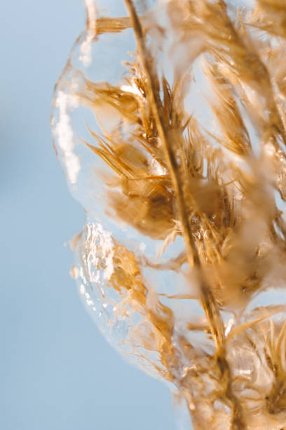 istock Minimalism maro frozen dry grass covered with ice on a blue background 1446298129