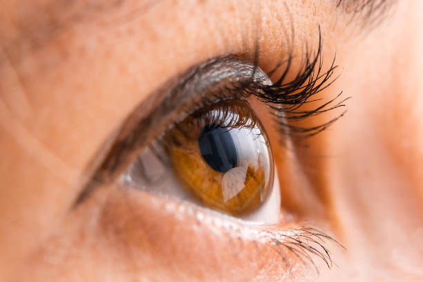 istock Close up of brown eye with painted eyelashes 1446298507