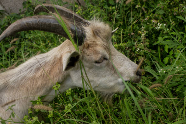 male goat stock photo