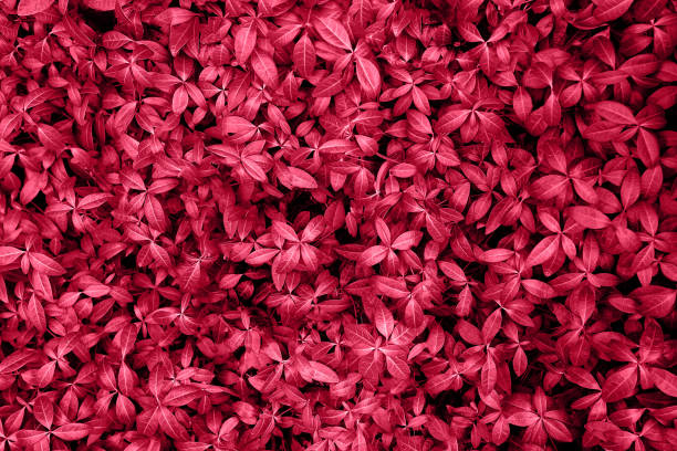 istock Fashionable purple plant. 1446300053