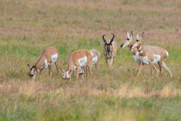 istock Handsom Male Pronghorn Antelope Keeps a Close Tab on His Harem 1446302710