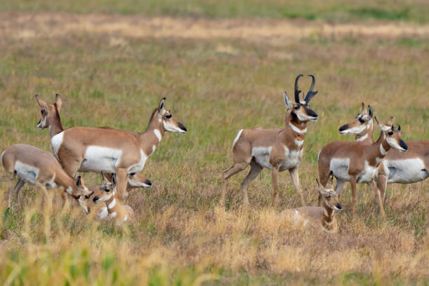 istock Handsom Male Pronghorn Antelope Keeps a Close Tab on His Harem 1446302711