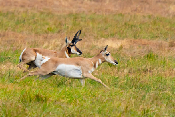 istock Handsom Male Pronghorn Antelope Keeps a Close Tab on His Harem 1446302716
