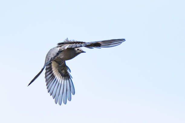 istock Townsend's Solitaire in Flight Against Plain Gray Background 1446302734