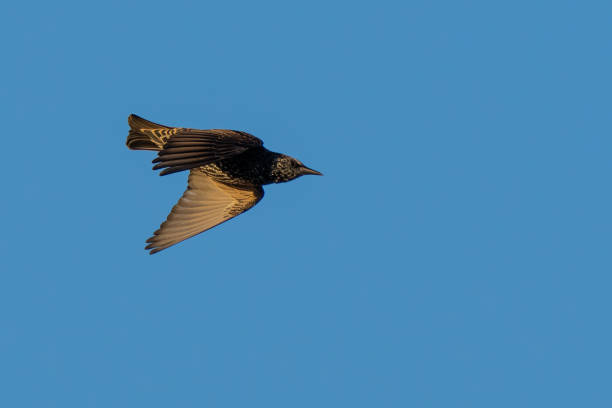istock Iridescent European Starling in Flight 1446302779