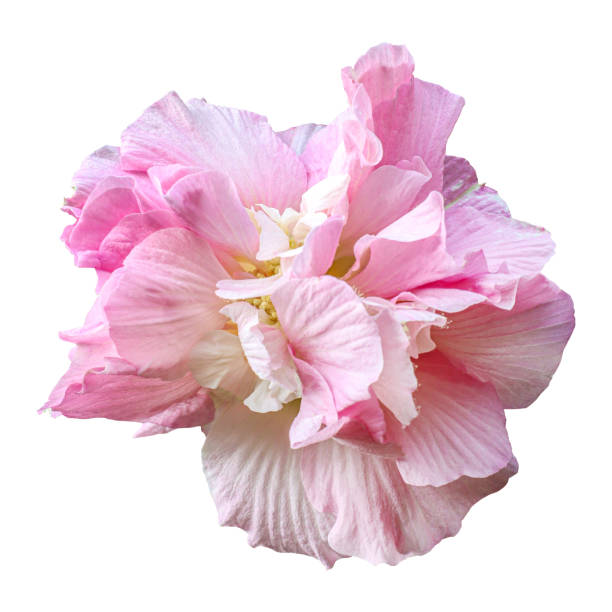 istock Beautiful pink hibiscus mutabilis flower 1446304612