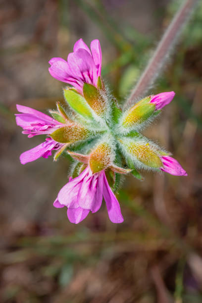 istock (Pelargonium quercifolium) oakleaf geranium Wild flowers during spring, Cape Town, South Africa 1446304993
