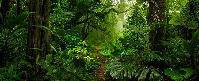 Selva Tropical en Costa Rica photo
