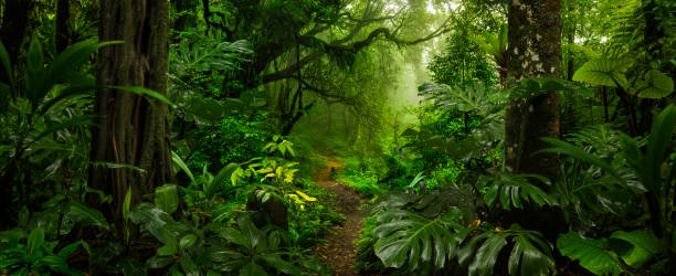 forêt tropicale au costa rica - rainforest photos et images de collection