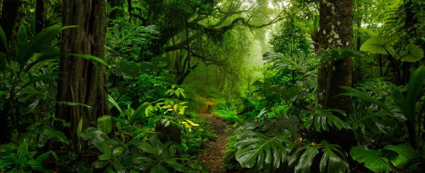 foresta pluviale tropicale in costa rica - tropical rainforest immagine foto e immagini stock