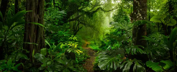 Tropical rainforest in Costa Rica