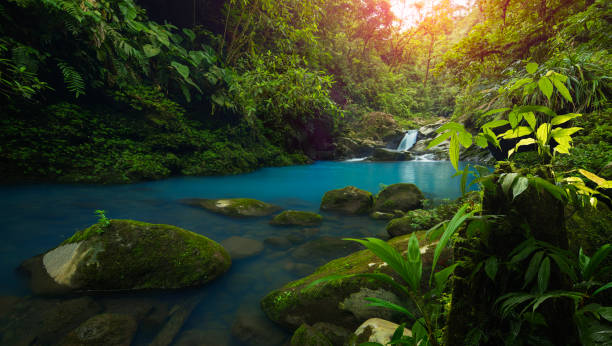 istock Tropical rainforest in Costa Rica 1446305902