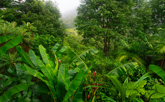 Tropical rainforest in Costa Rica