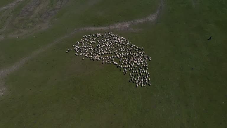 Grazing sheep at the foot of snow mountain in Tibet, China