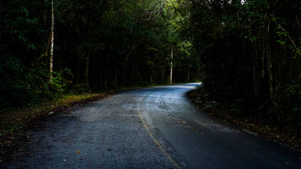 istock Country roads with natural roadside trees make energy work well. 1446306206