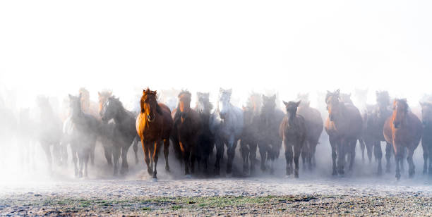 wild horses. yilki horses. jades. - local train imagens e fotografias de stock