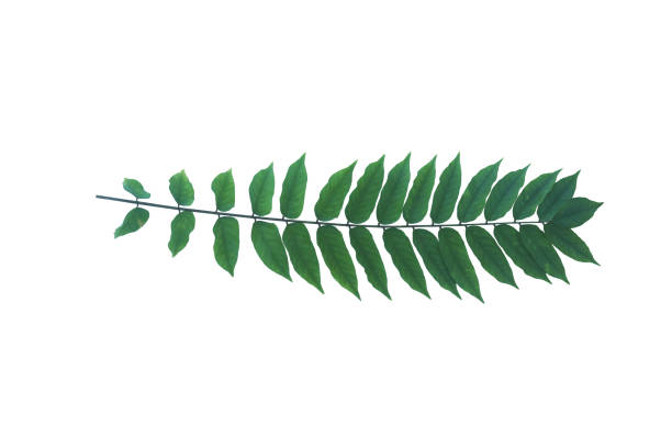 Isolated twig with many small tropical leaves