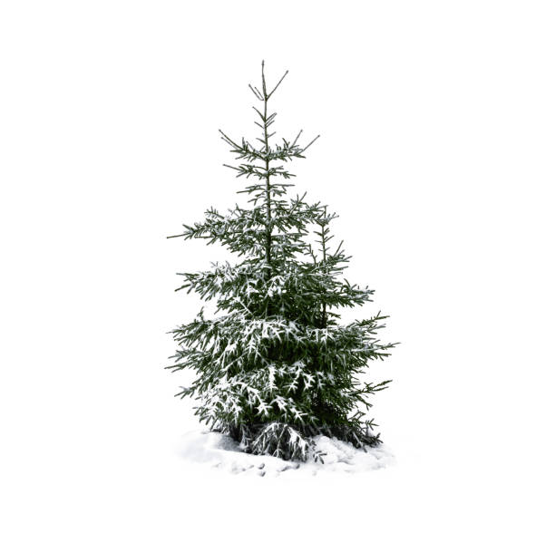 istock Snowy Christmas tree isolated on white. 1446311236