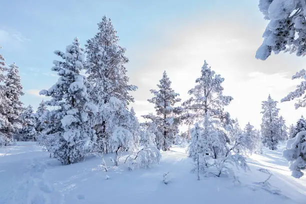 Beautiful winter landscape with snow-covered trees in Saariselkaa, a fell area in Lapland, northern Finland. Sunny cold day in winter season.