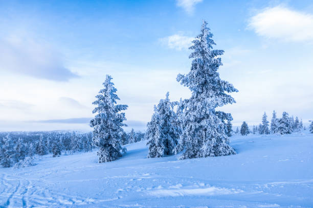 istock Snow covered trees on Finnish winter mountain. 1446311463