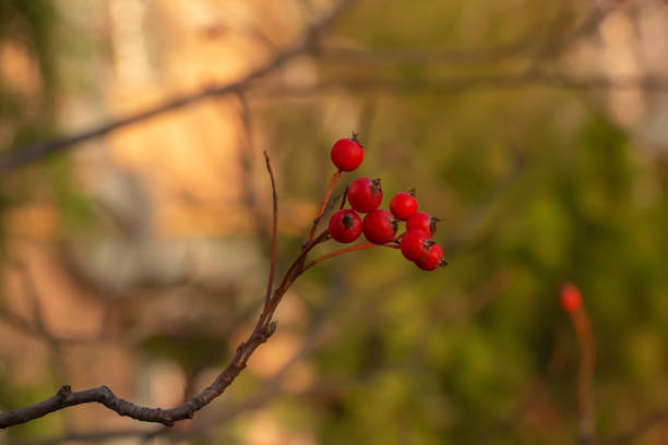 Bright red hawthorn berries in sunlight on a blurred background in late autumn. Latin name Crataegus. stock photo