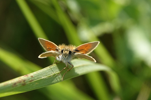 A small skipper butterfly perching on grass and looking up at the camera.