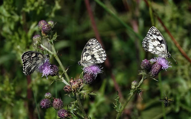 Three marbled white butterflies, melanargia galathia, settled on thistles against a defocused background. Marbled white butterflies alighting on thistles. nigel pack stock pictures, royalty-free photos & images