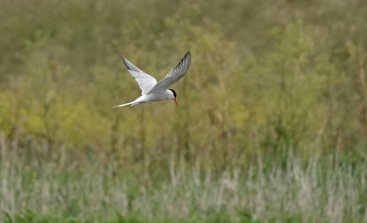 A common tern hunting for fish in a lake against a defocused rural background.