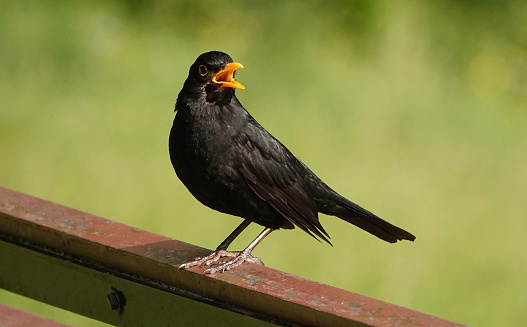 A male common blackbird, turdus merula, perching on a fence with his beak open in song against a defocused green background.