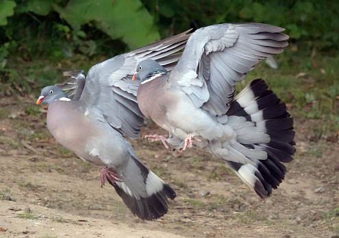 A male wood pigeon chasing a female in a park.
