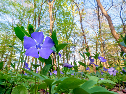 Flower bed of small periwinkle flowers (Vinca minor) in bloom, traditional easter flowers, flower background, easter spring background. Ideal for greeting festive postcard.