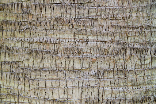 Trunk of a palm tree as a background