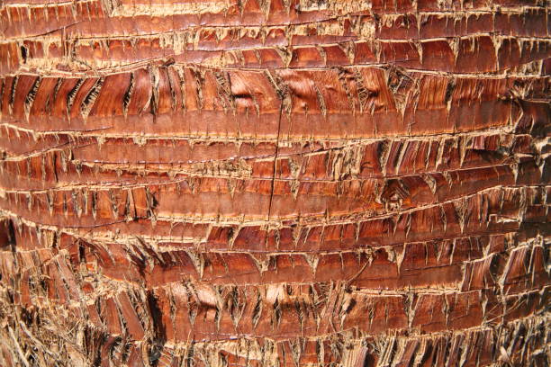 istock Trunk of a palm tree 1446317481