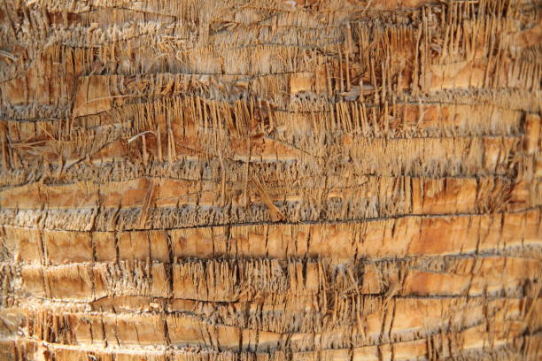 istock Trunk of a palm tree 1446317489