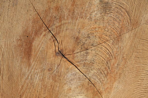 istock slice of wood 1446317647