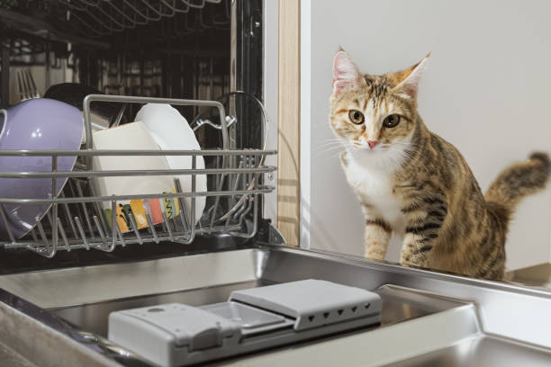 Cat wants to climb into the open dishwasher with clean dishes Cat wants to climb into the open dishwasher with clean dishes. Tricolor tabby cat in the kitchen. Pet education, curious cat. dog dishwasher stock pictures, royalty-free photos & images