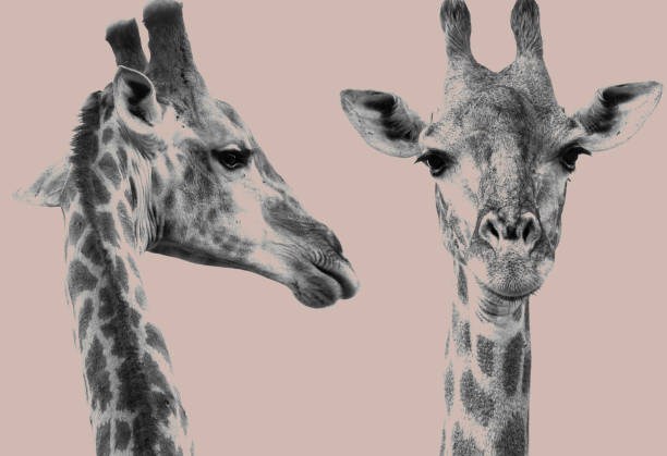 istock Two giraffe heads in profile with a brown monotone background 1446319377