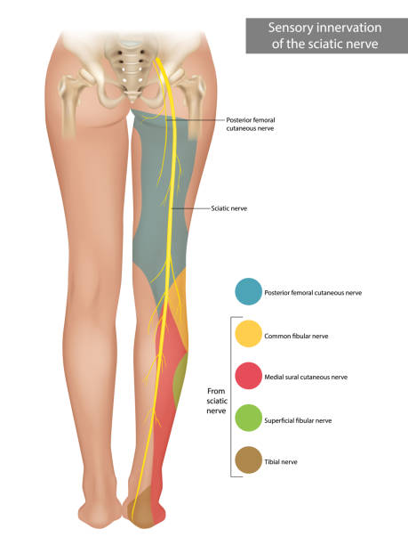 The Sciatic Nerve Sensory Innervation Of The Sciatic Nerve Sciatica Stock  Illustration - Download Image Now - iStock
