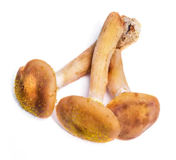 Three mushrooms honey agaric on white isolated background.