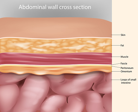 Abdominal wall cross section Anatomy. Abdominal wall layers Medical Illustration